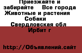 Приезжайте и забирайте. - Все города Животные и растения » Собаки   . Свердловская обл.,Ирбит г.